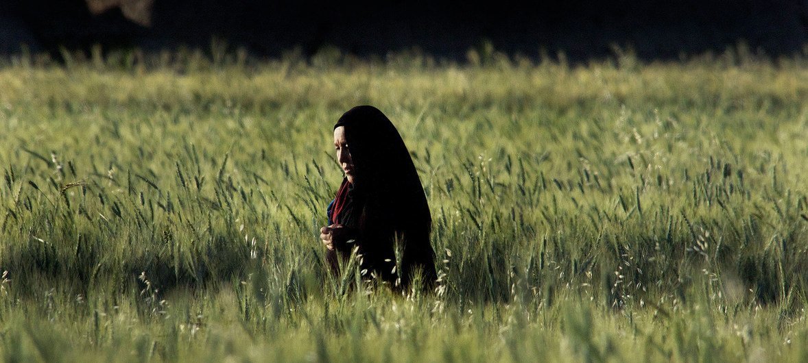 An Afghan woman walks through a field of green wheat in Bamyan, Afghanistan, in the evening light.