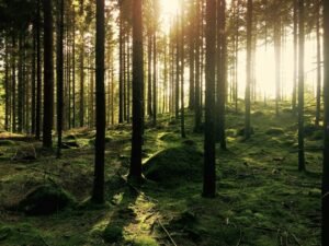 FAO Warns the Window to Restore the World’s Forests Is Narrowing