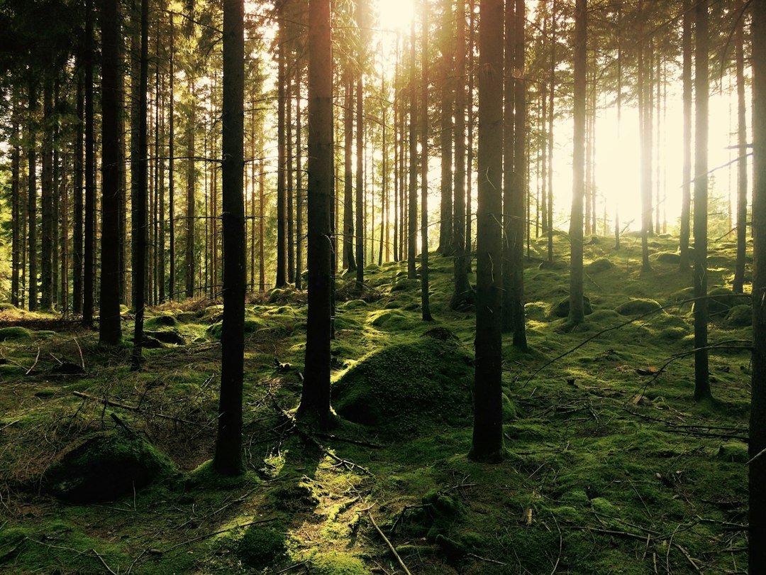 Green forest landscape illustrating restoration; photo by Gustav Gullstrand on Unsplash