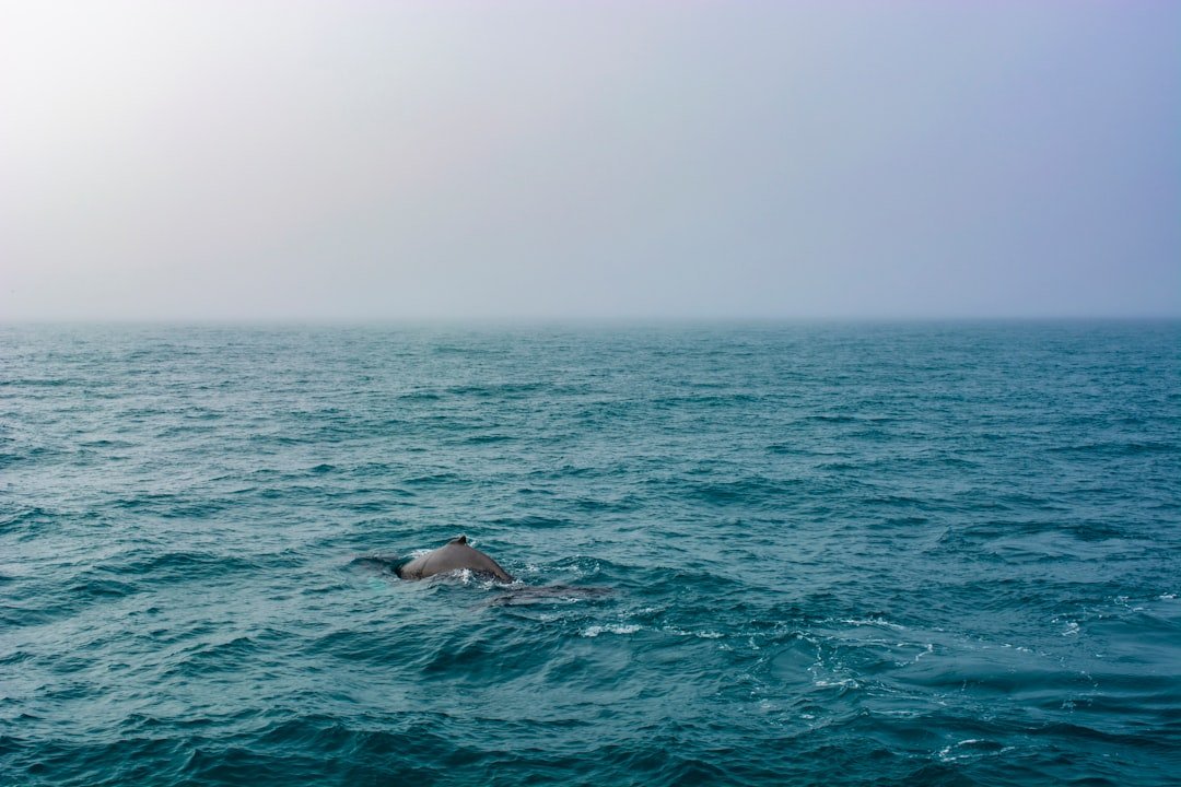 Marine life in Icelandic waters. Photo: Rachel Penney/Unsplash