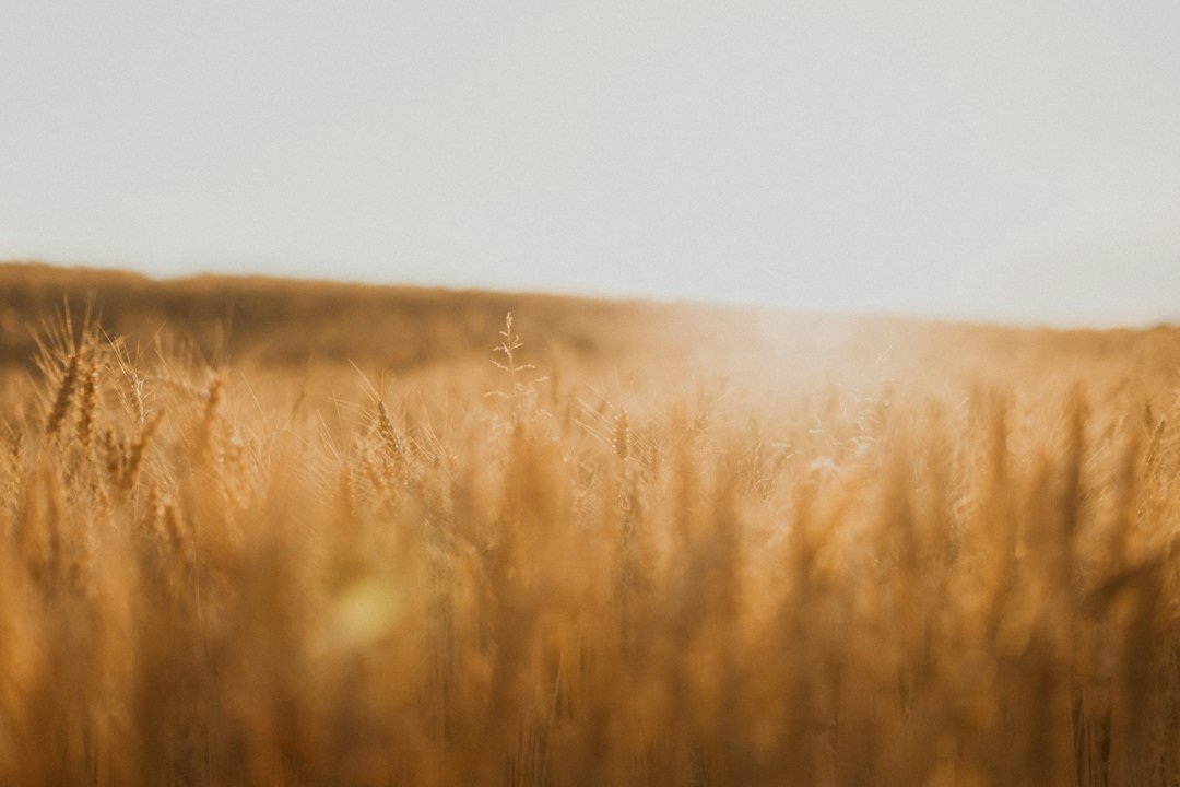 A ripe wheat field representing global grain markets